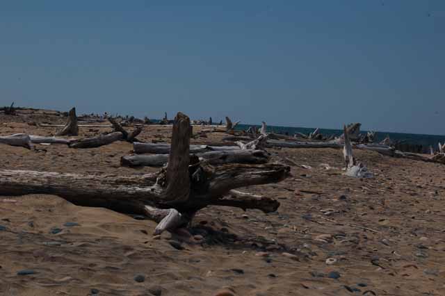 driftwood at Whitefish Point